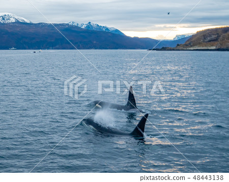 野生orcaset(在挪威特羅姆瑟) 野生orcaset(在挪威特羅姆瑟) 48443138