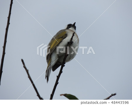 冬天台灣Shiogashira 48443596