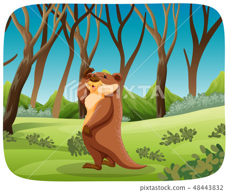 Otter in nature landscape Otter in nature landscape 48443832