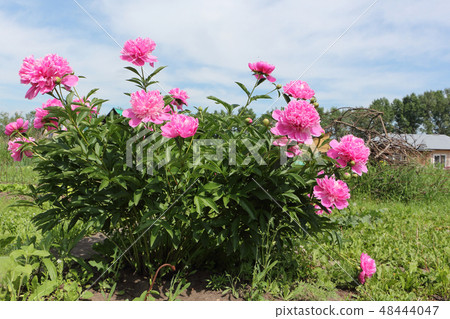 Bush of pink peony in the summer garden Bush of pink peony in the summer garden 48444047