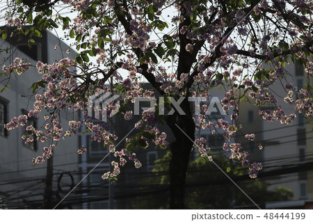 Beautiful flower Queens Crape-Myrtle Flower. Beautiful flower Queens Crape-Myrtle Flower. 48444199