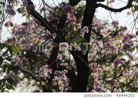 Beautiful flower Queens Crape-Myrtle Flower. Beautiful flower Queens Crape-Myrtle Flower. 48444201
