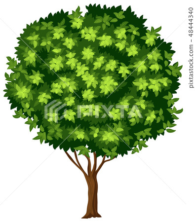 Isolated tree on white background - Stock Illustration [48444340] - PIXTA