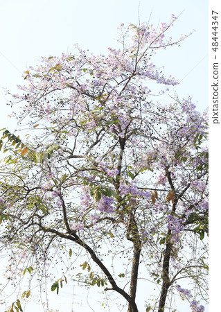Beautiful flower Queens Crape-Myrtle Flower. 48444347