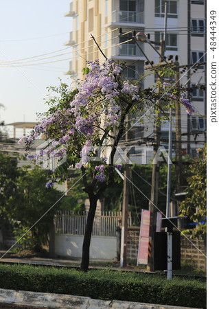 Beautiful flower Queens Crape-Myrtle Flower. 48444349