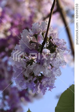 Beautiful flower Queens Crape-Myrtle Flower. 48444350