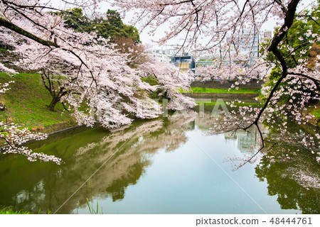 在東京Chidorigafuchi的櫻花門附近 48444761