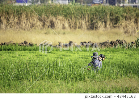 Men use the lawn mower cut grass with height. 48445168