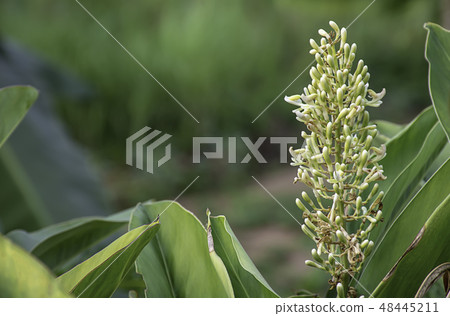Flowers bloom green yet On a Blurry green. Flowers bloom green yet On a Blurry green. 48445211