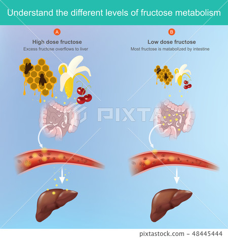 Fructose comes from the fruit and can be absorbed Fructose comes from the fruit and can be absorbed 48445444