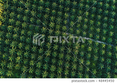 Palm plantation field aerial view tree background Palm plantation field aerial view tree background 48445450