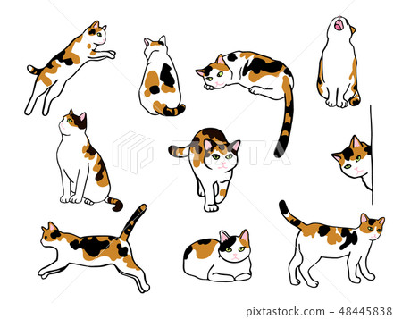 Cat illustration set 48445838