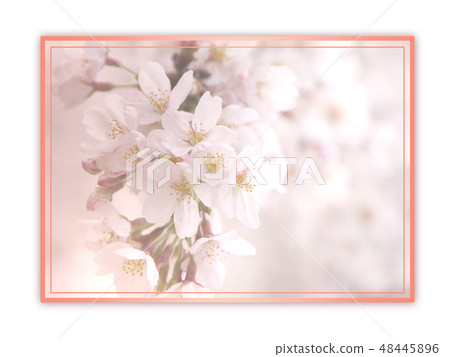 櫻花日本模式日式櫻花櫻桃日本模式花瓣春天春天 48445896
