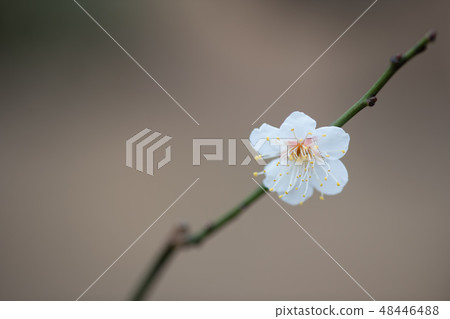 white plum blossom 48446488