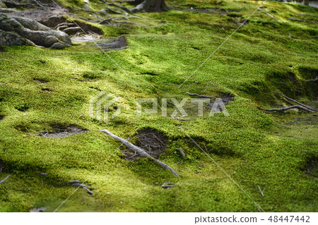 Moss on the ground Moss on the ground 48447442