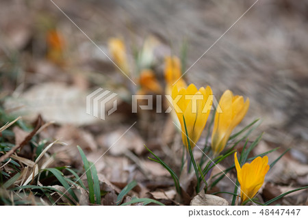 Yellow crocus flower Yellow crocus flower 48447447