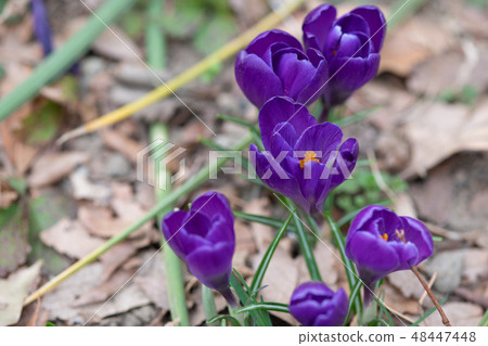 Purple crocus flowers Purple crocus flowers 48447448