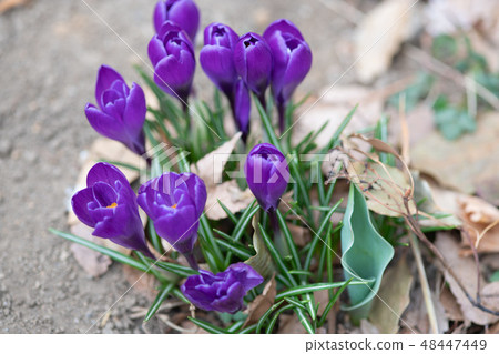 Purple crocus flowers Purple crocus flowers 48447449