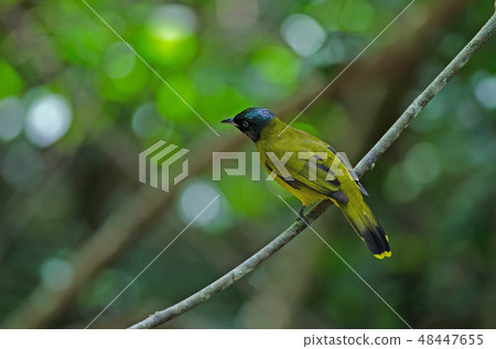 Black-headed Bulbul, Pycnonotus atriceps 48447655