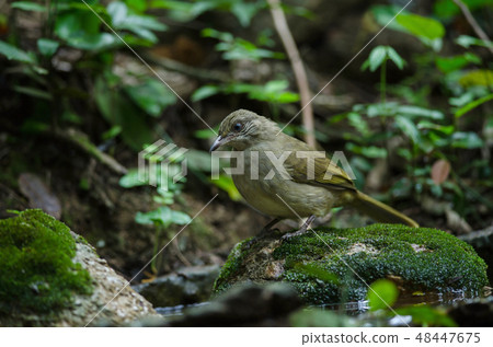 Stripe-throated Bulbul on a branch 48447675