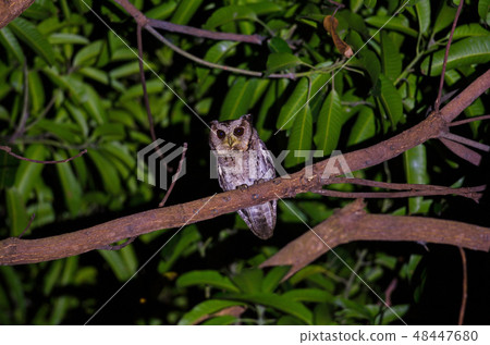 Collared Scops Owl (Otus bakkamoena) on tree 48447680