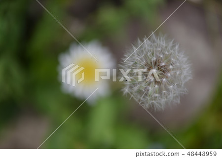 Dandelion's fluff and flowers Dandelion's fluff and flowers 48448959