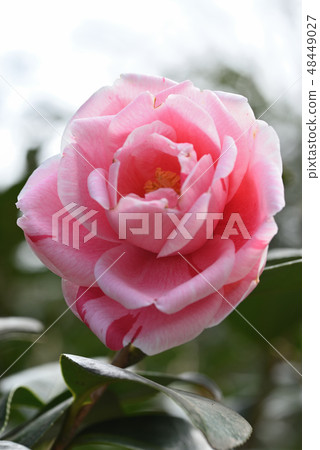 山茶花（鳥） 48449027