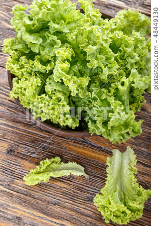lettuce on the table lettuce on the table 48449130