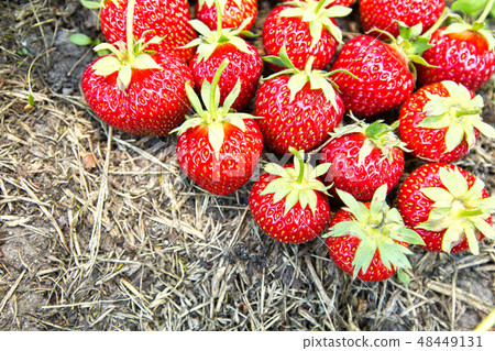 ripe strawberries on the ground. view from above 48449131