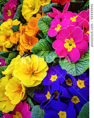 Colorful pansy flowers Colorful pansy flowers 48449940
