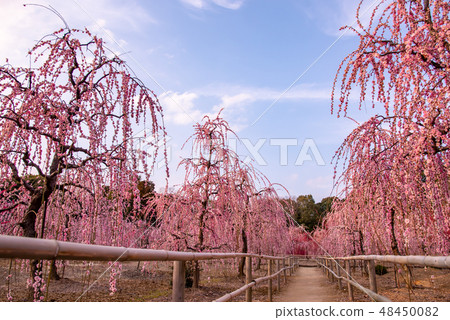 三重縣鈴鹿市菅原神社的垂枝梅梅林 照片素材 圖片 圖庫