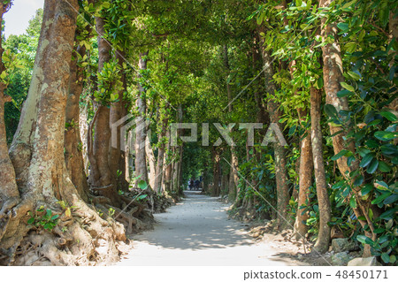 February 2019 Bise Fukugi Namiki Headquarters Town 48450171