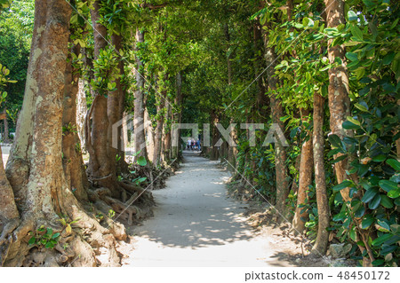 February 2019 Bise Fukugi Namiki Headquarters Town 48450172