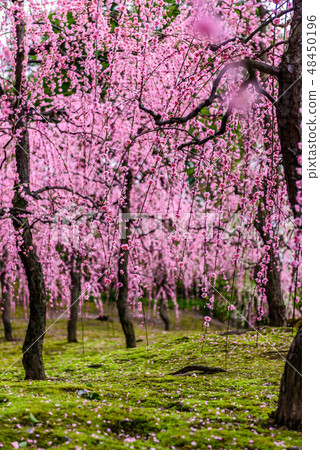 Seongnam Palace Ume Kyoto 48450196