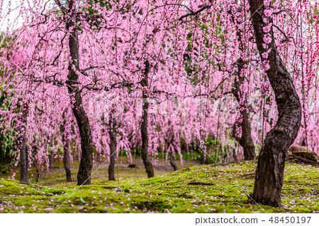 城南宮Ume京都 48450197