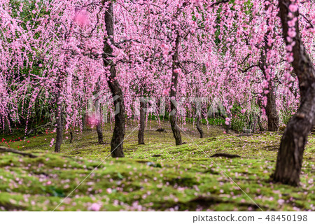 城南宮Ume京都 48450198