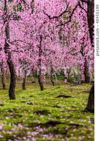 城南宮Ume京都 48450199