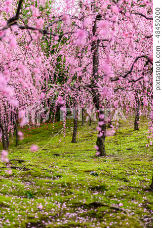 城南宮Ume京都 城南宮Ume京都 48450200