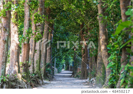 February 2019 Bise Fukugi Namiki Headquarters Town February 2019 Bise Fukugi Namiki Headquarters Town 48450217