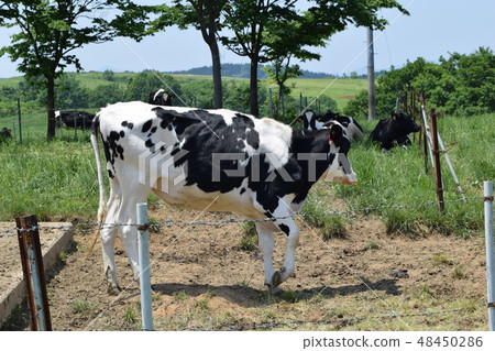 高原牧場的一群牛 48450286