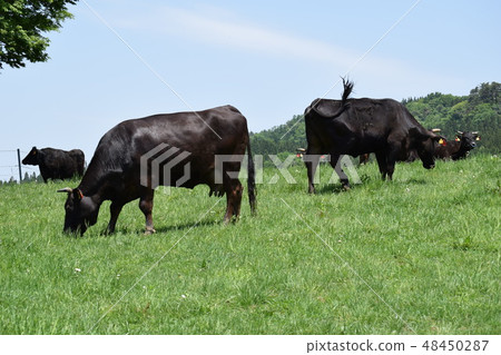 高原牧場的一群牛 48450287