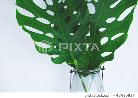 Monstera leaves in glass vase on white background. Monstera leaves in glass vase on white background. 48450937