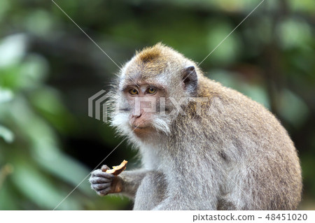 Portrait of eating monkey. 48451020