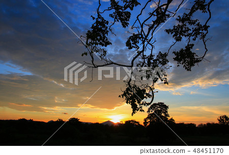 sunset in sky beautiful silhouette tree  48451170