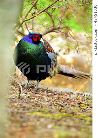 美麗閃亮的雄性日本柏在伊豆的花園裡飄揚 48451330