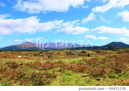 Horse pasture, Mt. Halla, pasture, Horse pasture, Mt. Halla, pasture, 48451536