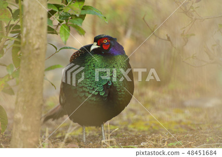休息在伊豆庭院裡的美麗的男性野雞 休息在伊豆庭院裡的美麗的男性野雞 48451684