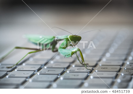 Software bug metaphor, green mantis walks 48451739