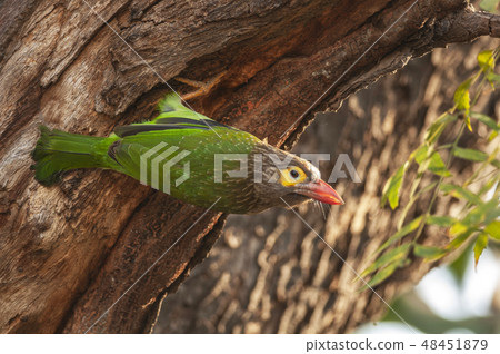 Brown-headed barbet, Megalaima zeylanica Rajasthan 48451879