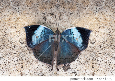 Blue Oakleaf butterfly, Kallima horsfieldi, Thane 48451880